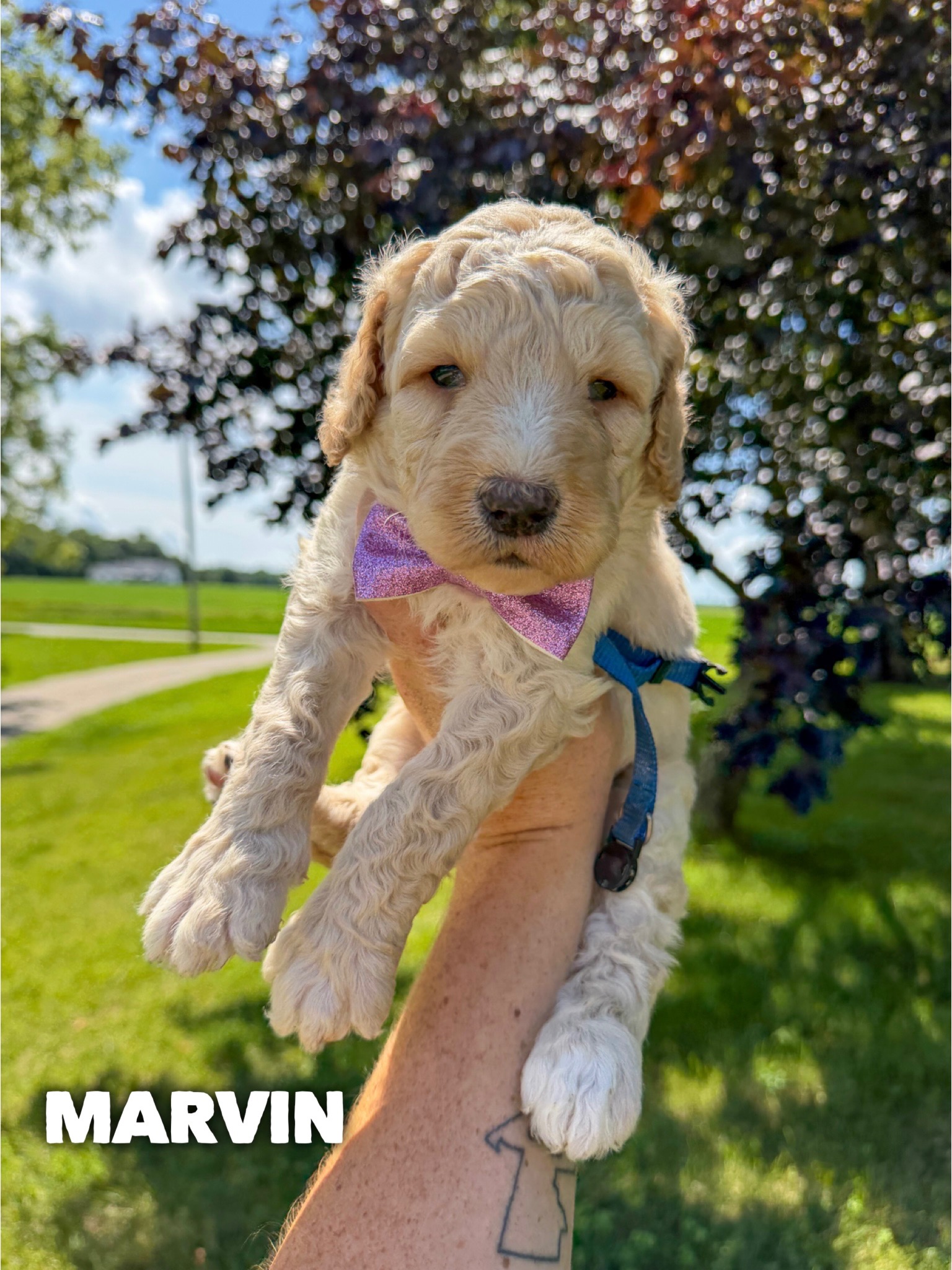 Marvin 1